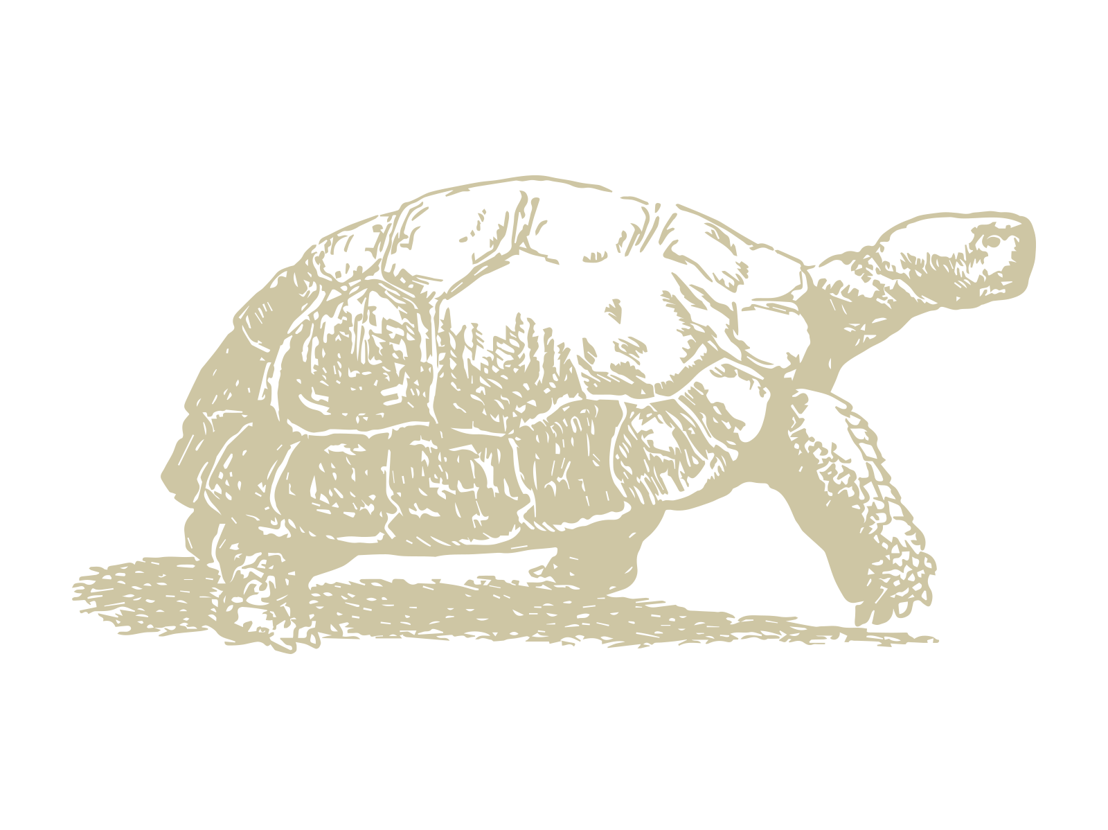 Aldabra tartaruga